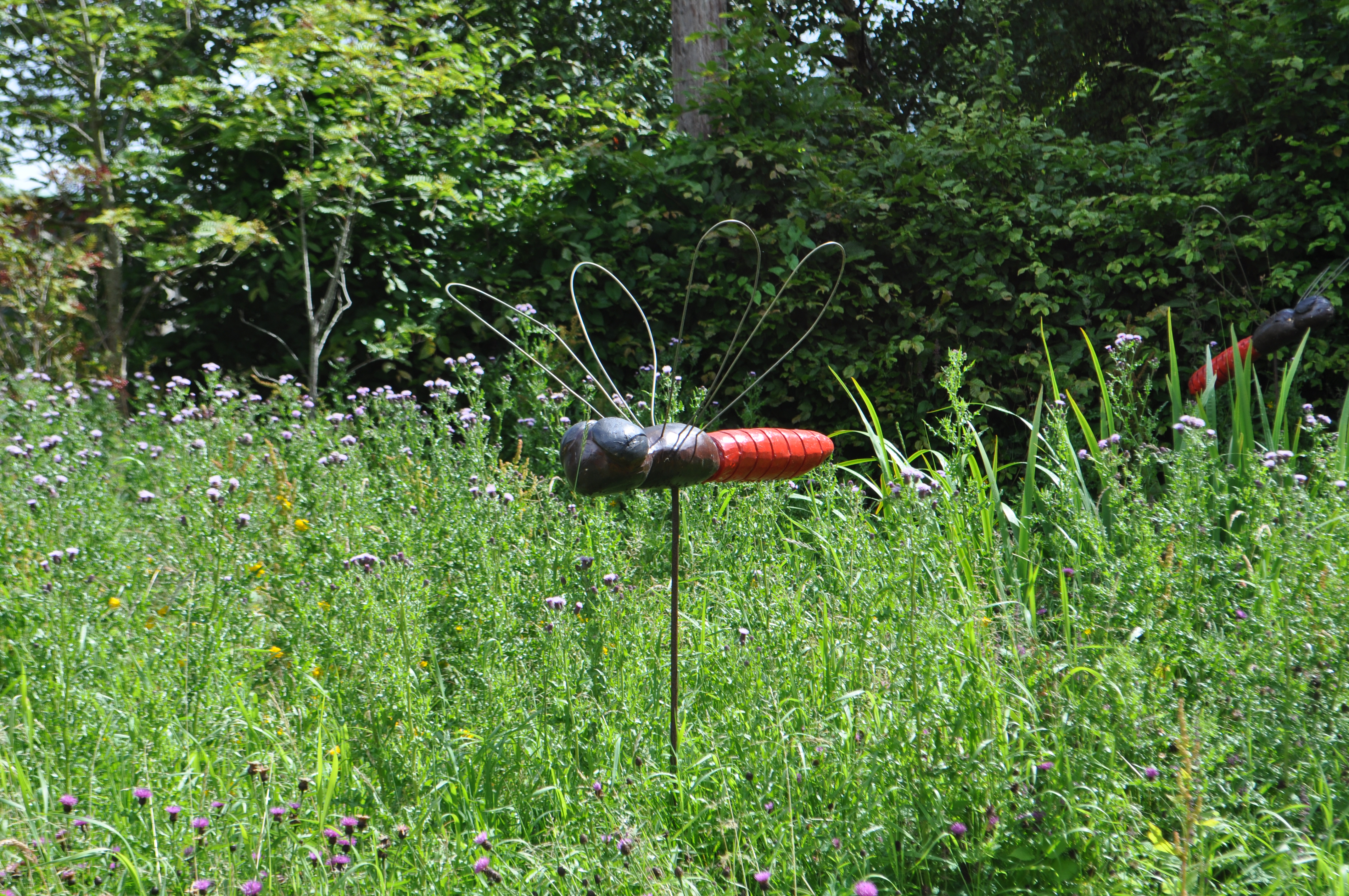 Giant Dragon Flies in Bog Garden!