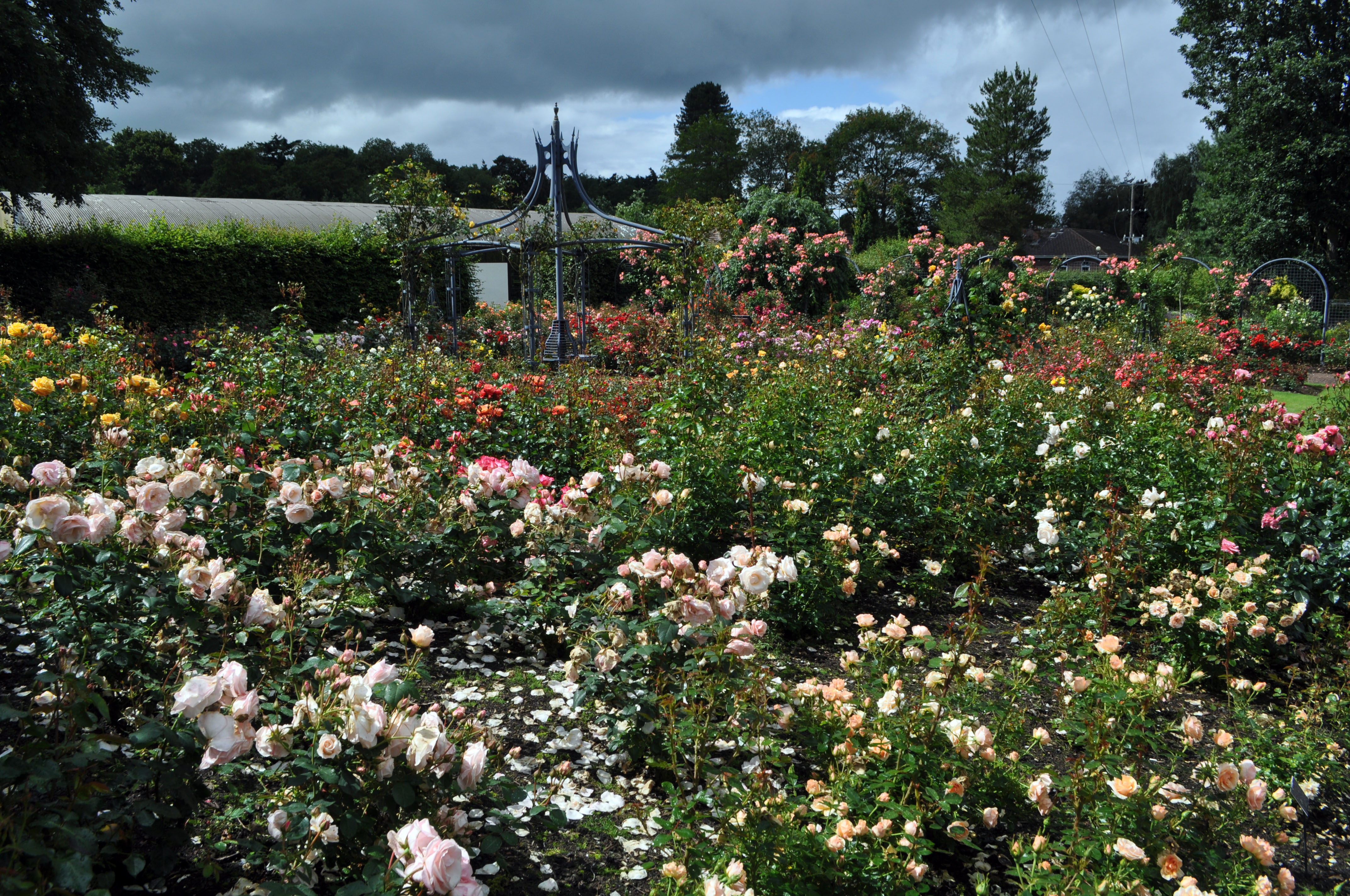 Rose Garden