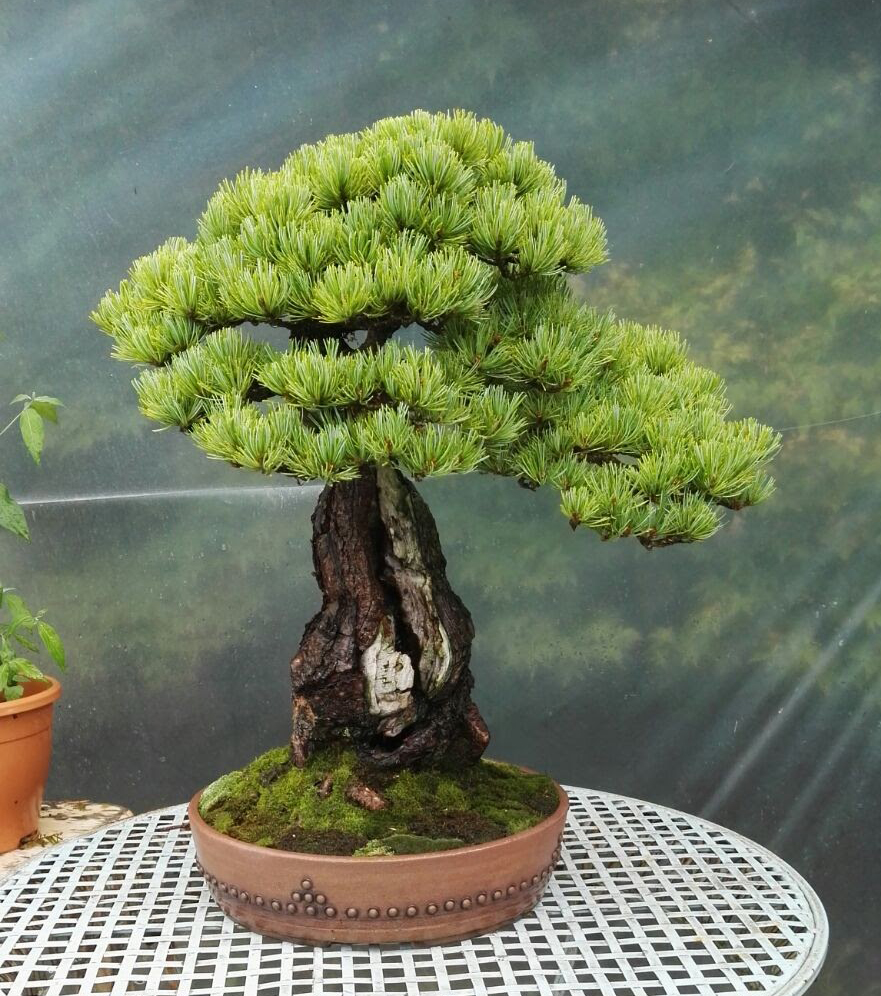 40 Best Collections Japanese White Pine Bonsai Tree Care Pink Wool