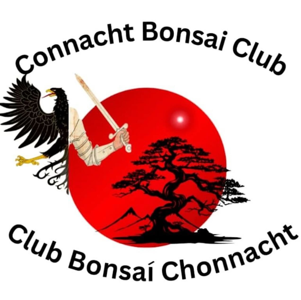 New Bonsai Club for Connaught